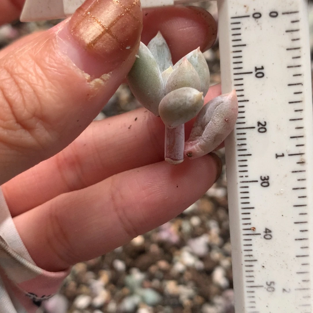 哥特萝莉奶酪多肉植物砍头