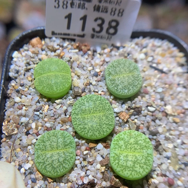 Sss精品生石花1138