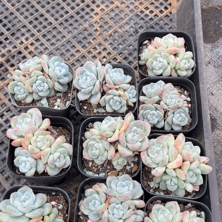 冰玉多肉七方盆一组10个13号