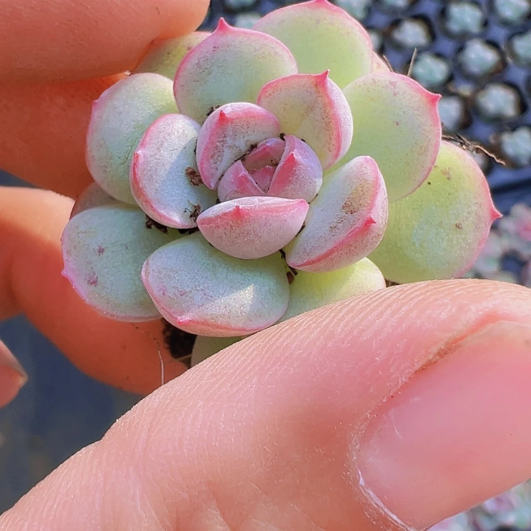 穴盘琴心3颗19包邮多肉