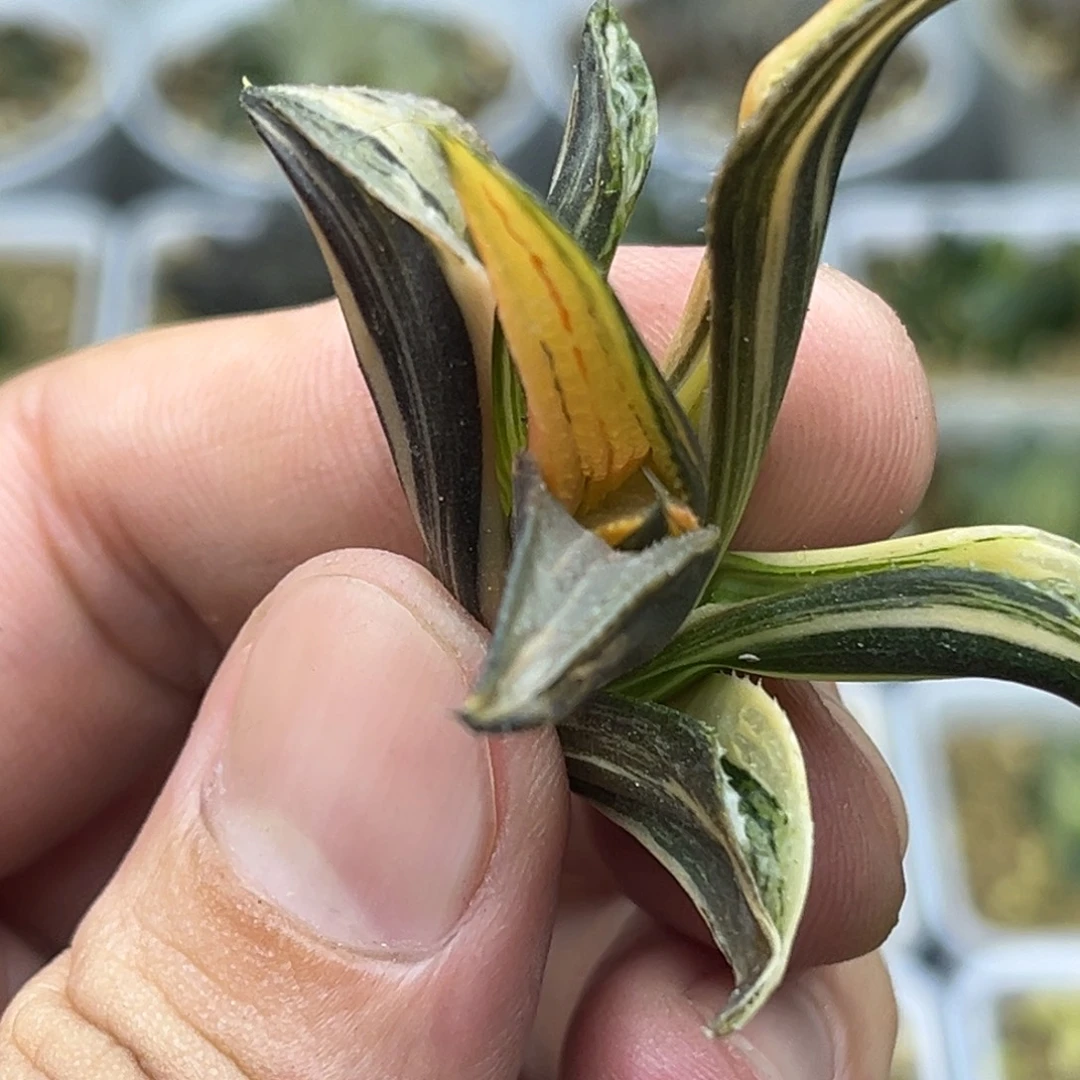 123茜云锦芭提雅头家多肉十二卷