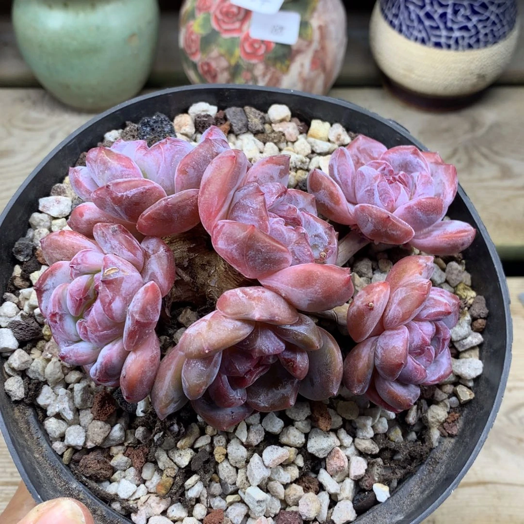 粉底紫心41/11cm6头多肉
