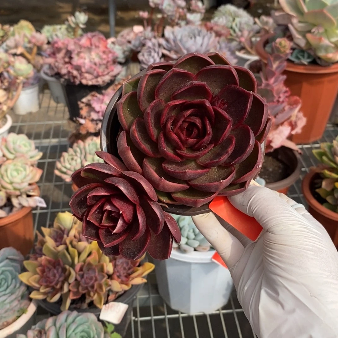 005红灯双头一物一拍