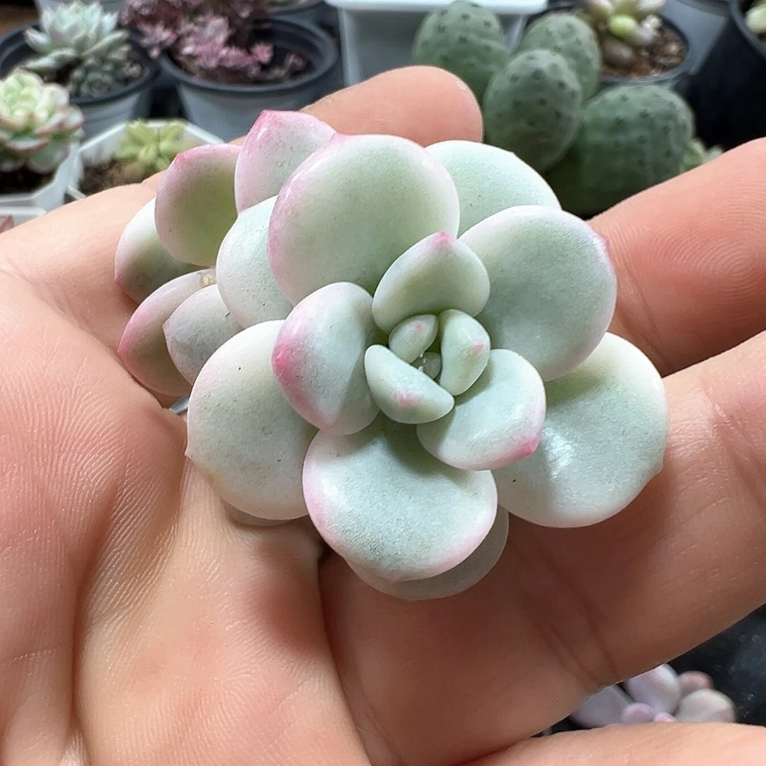 老香水锦头盖小方花圃一物一拍