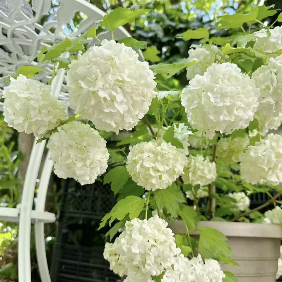 欧洲木绣球玫瑰花苗盆栽花卉阳台庭院地栽树苗耐寒耐热
