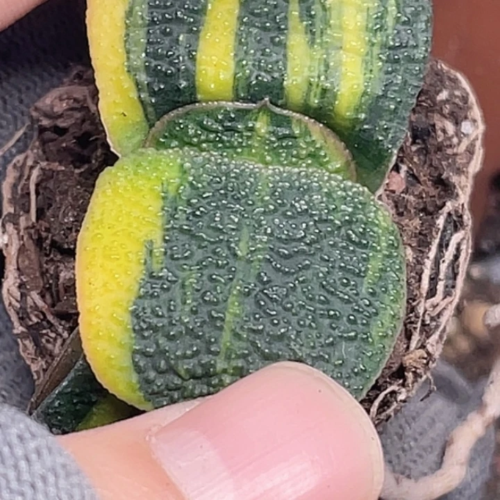 卧牛锦一物一拍4号