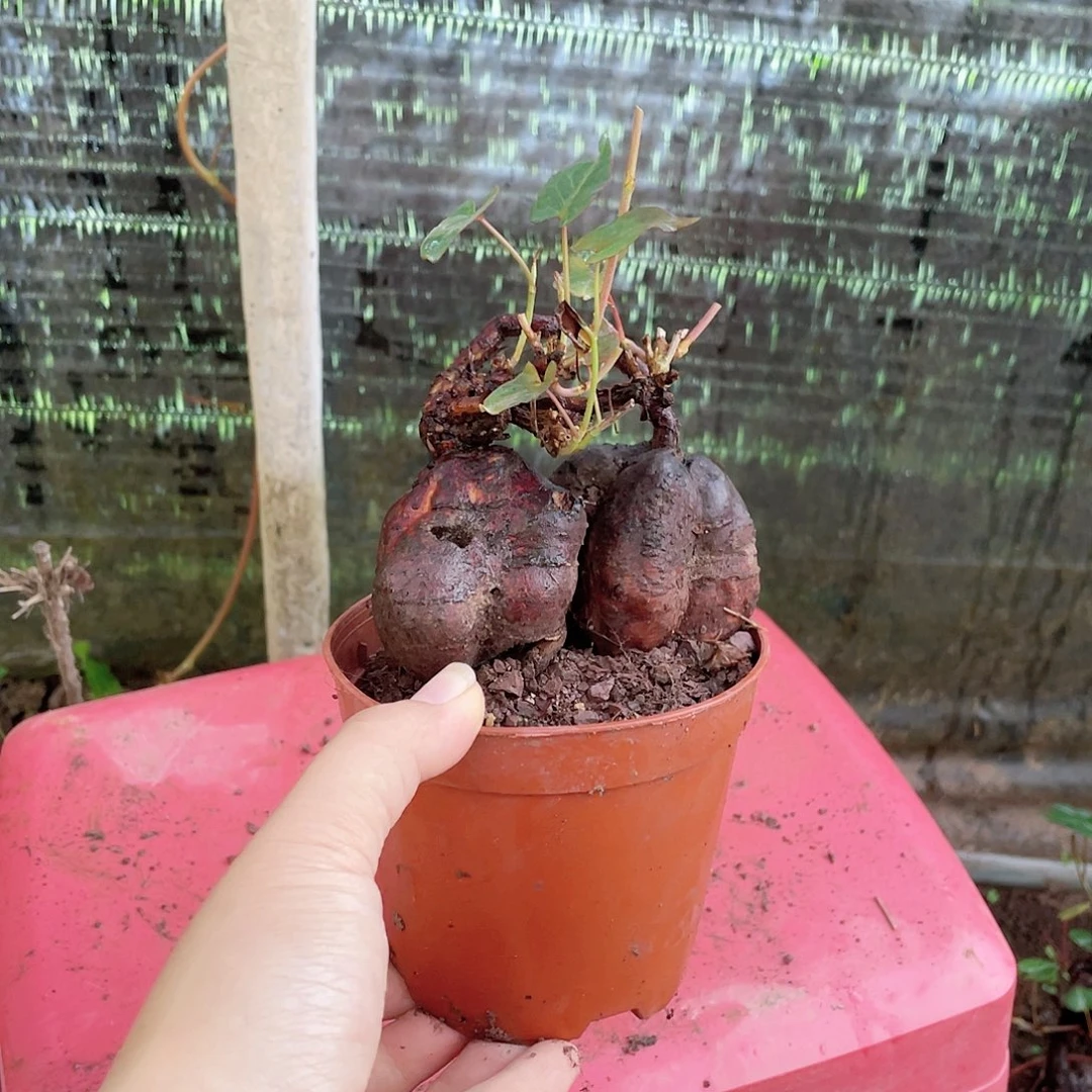 不开花植物何首乌