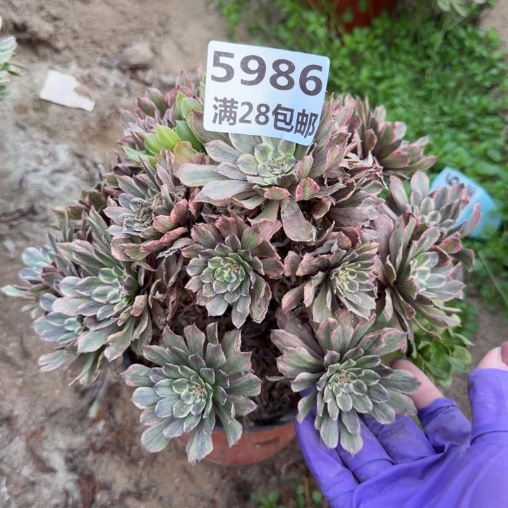 浮**尽5986二号棚粉黛多肉A