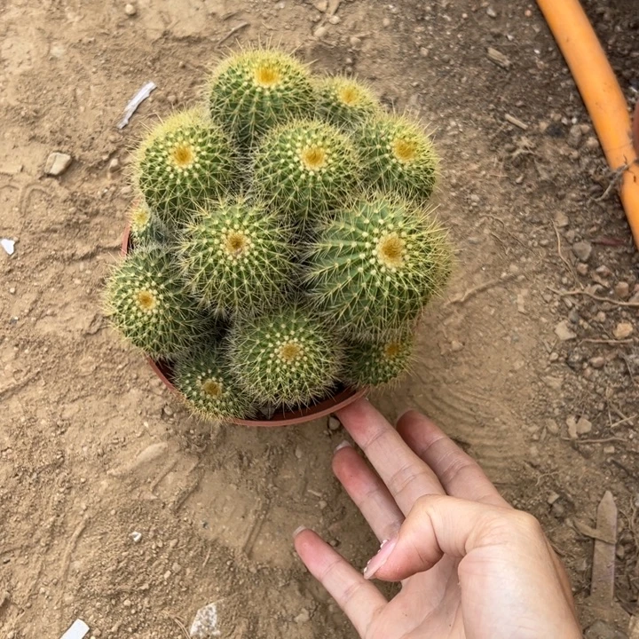 雁***子        吉祥如意等名家的书法精品
