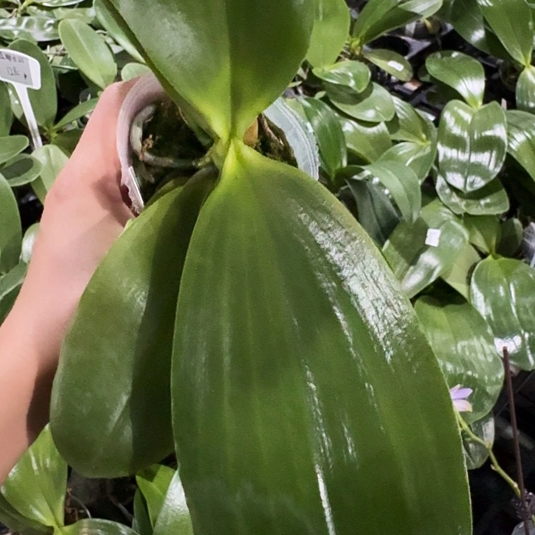 无花朵许愿星2.5寸