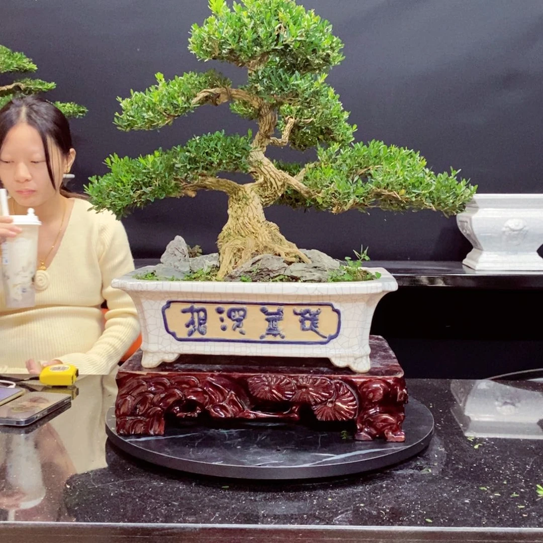 无花朵黄杨盆景园林