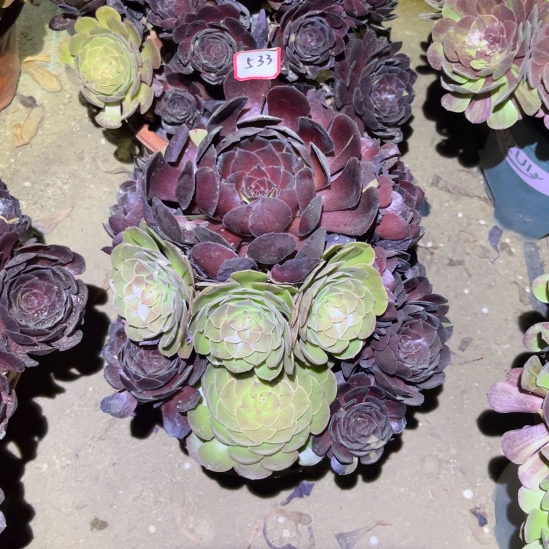 533多肉植物黑寡妇阴阳