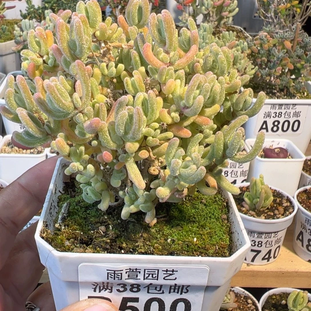 3-500橙叶白锦七方盆老桩