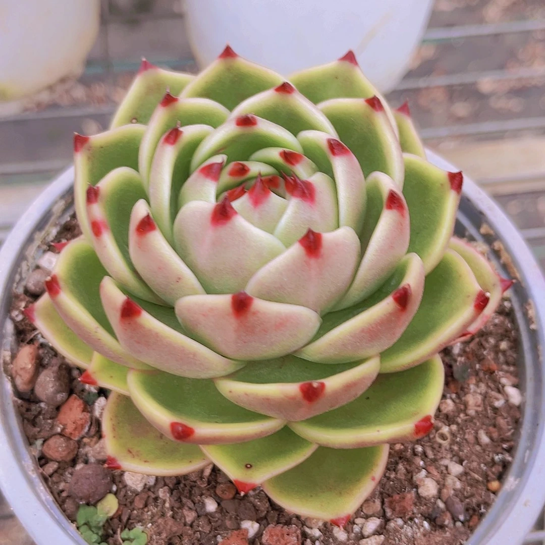 蓝龙10.5公分999999999