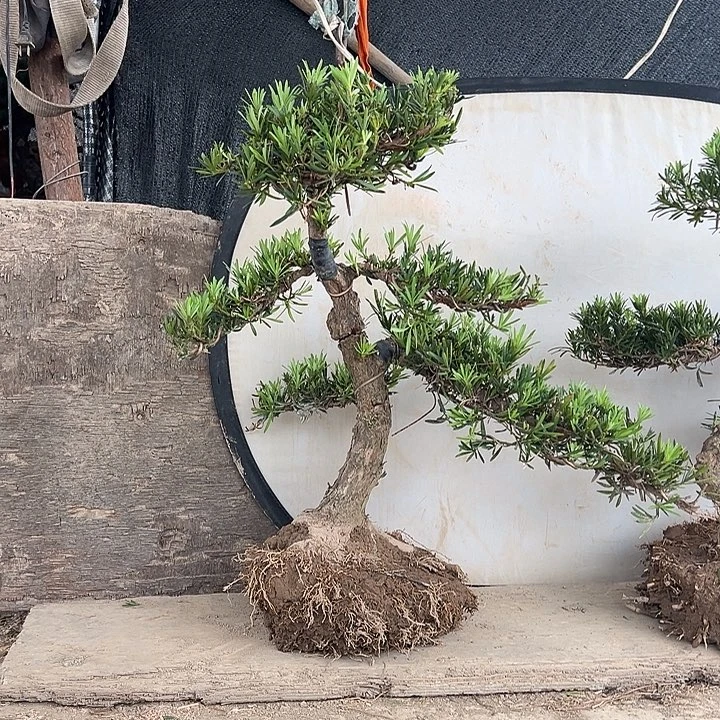 H***a无花朵小叶雀舌罗汉松