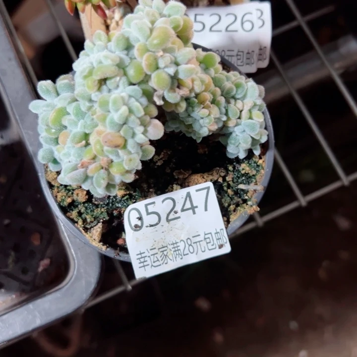 幸运儿是一位非常