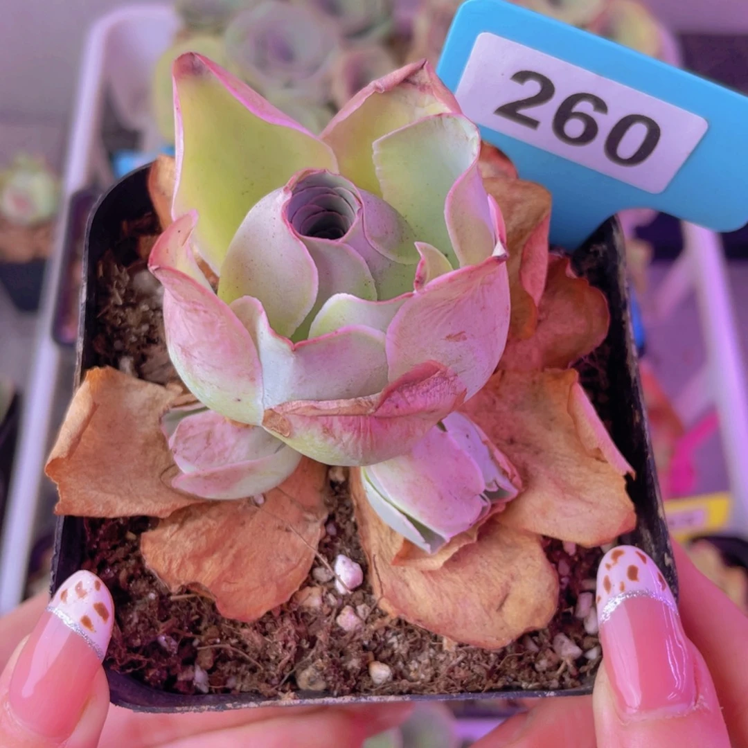 单品一物一拍260号山地玫瑰