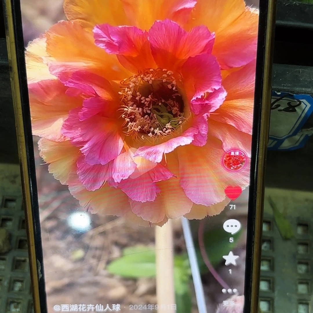 桃花眼彩侧牙20包邮7
