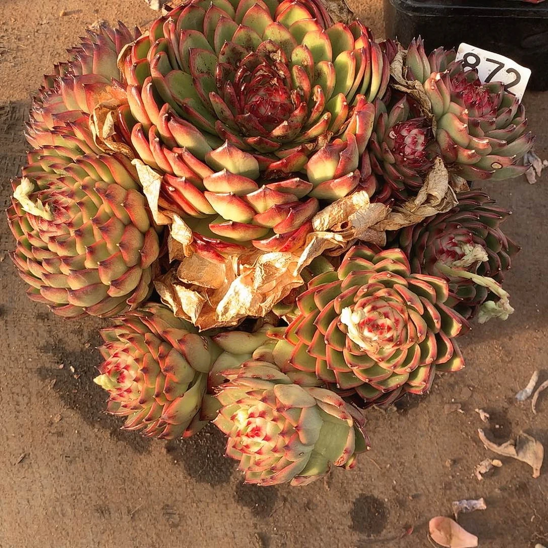 872 一物一拍多肉