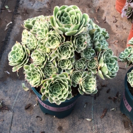 北***8无花朵308号迈巴赫法师多肉植物