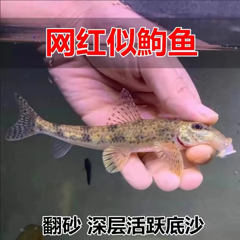 似鮈鱼不用加温原生冷水翻砂工具推土机除藻吃鱼鱼缸清洁工鱼