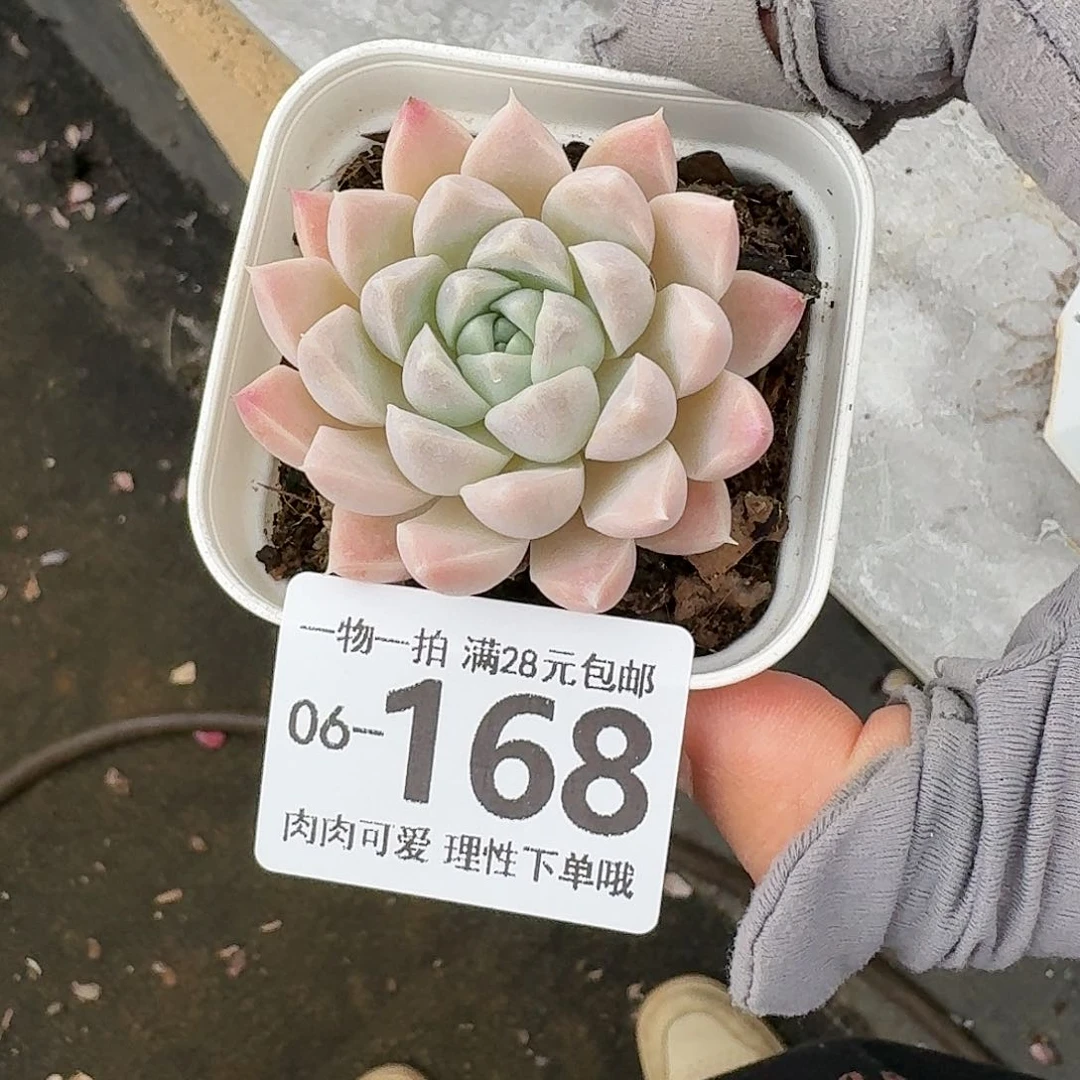 奶油美人无盆土发货无盆土无