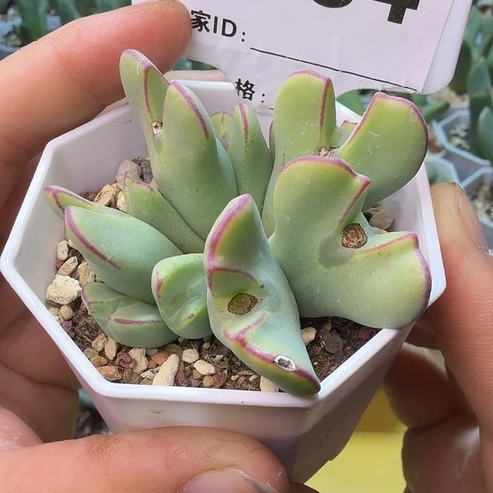 134。满38包邮肉锥