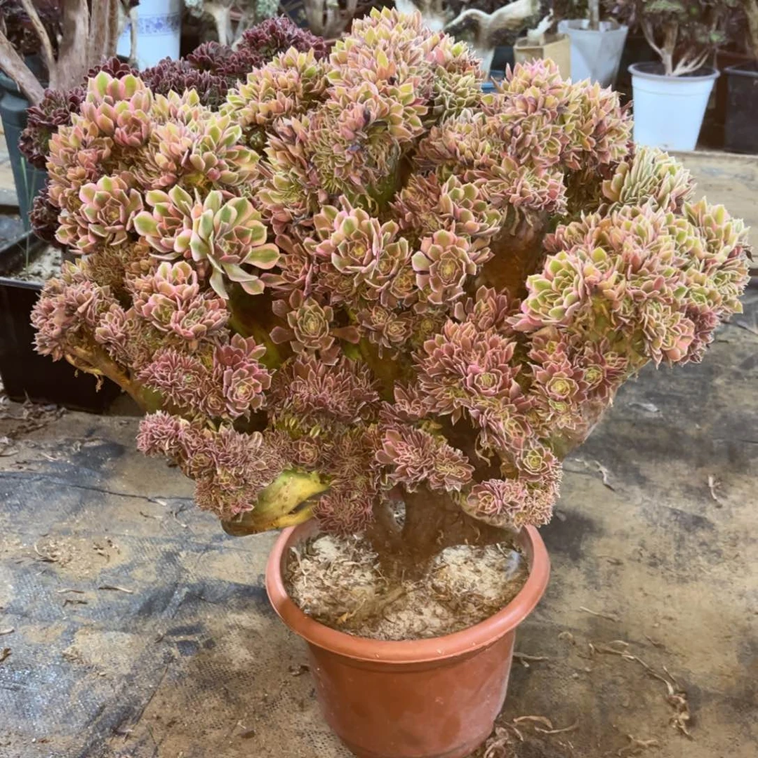 精品法师一物一拍