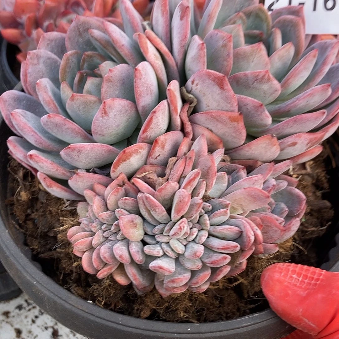 21-16 全明星缀一物一拍