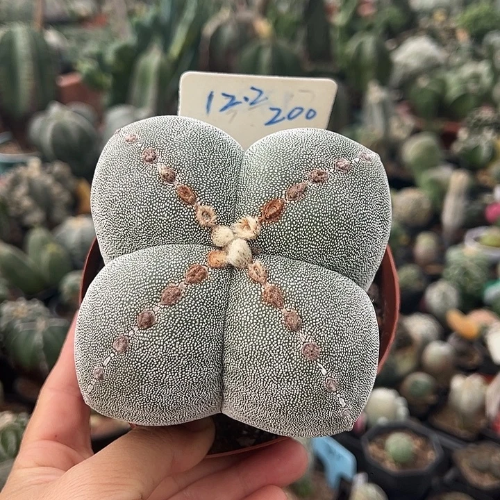 无花朵小橙VHBVVVVVVV爸爸滚滚滚