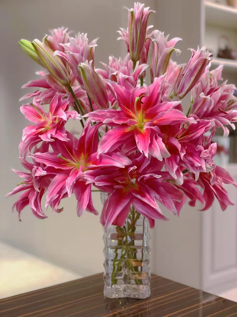 四季可种1颗【红色重瓣福利】12/14 重瓣香水百合庭院阳台花球