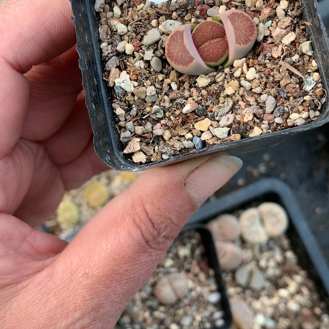 C385多肉植物保护研究所