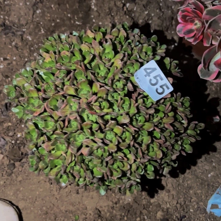 455橄榄球玫瑰多肉植物不售后