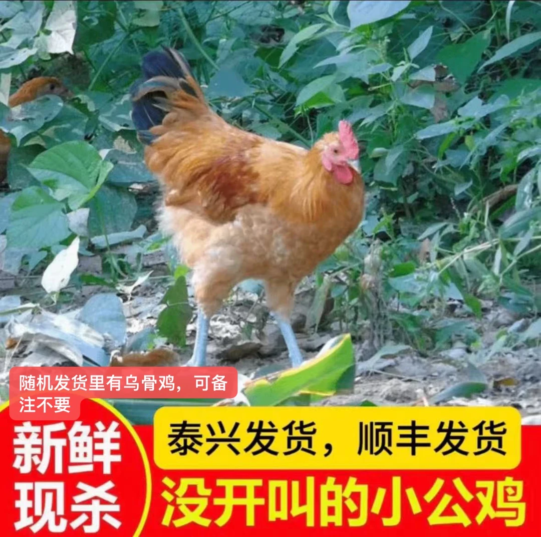 （杀好的）未打鸣的童子鸡保鲜不冷冻公母随机发顺丰发货