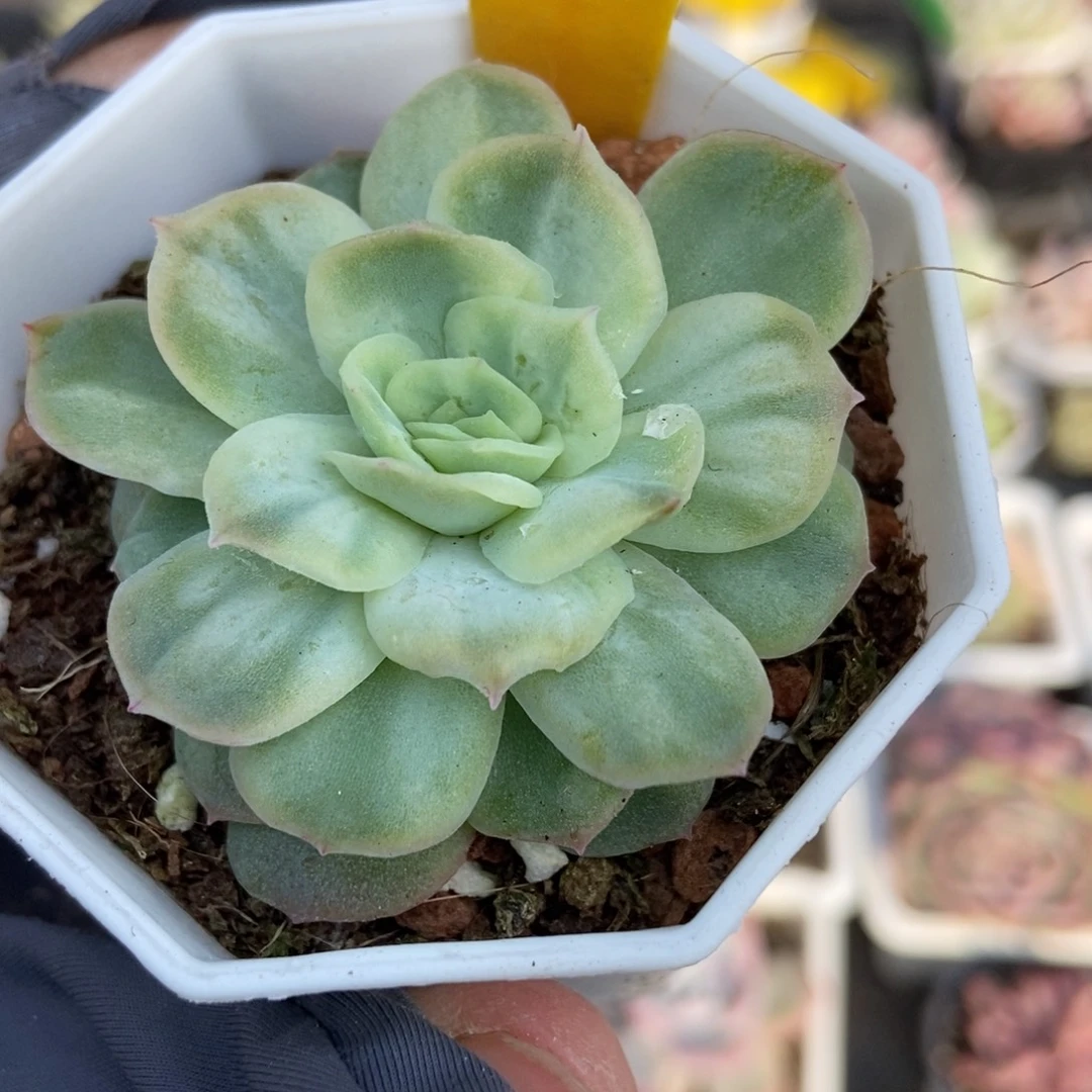 1615泡泡纱多肉植物
