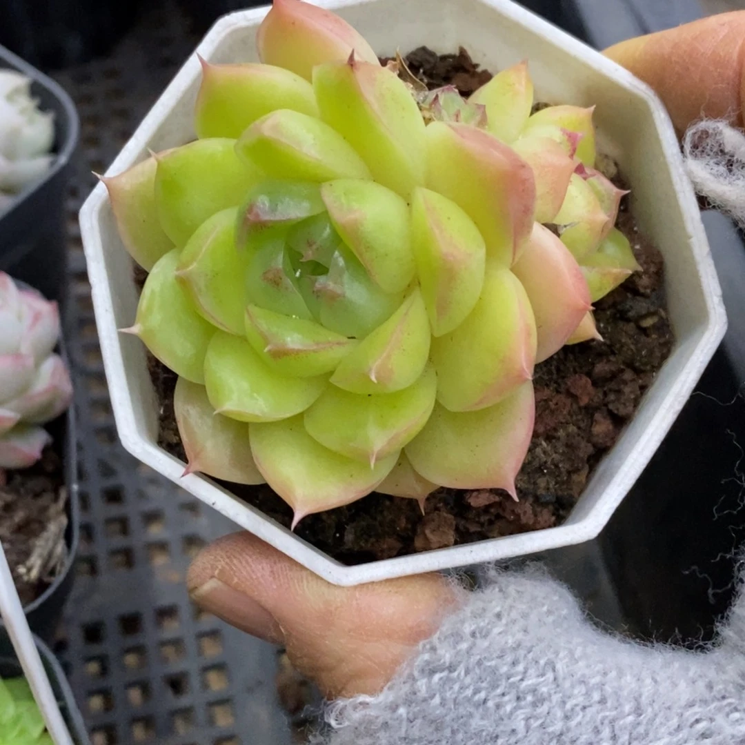 精品多肉一物一拍不包整173