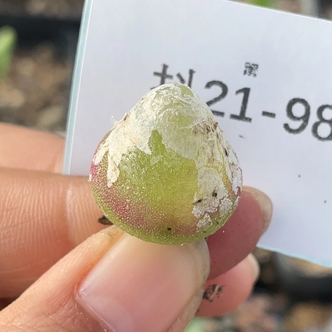 21-98灯泡多肉植物