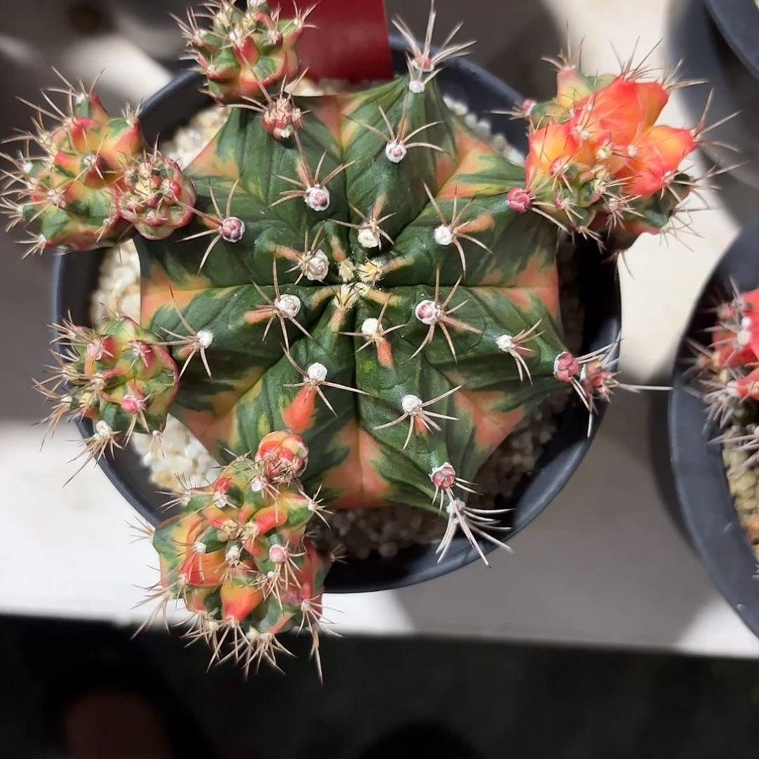 277-1111泰国发货多肉