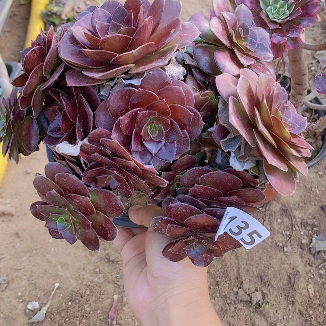 135 号一物一拍多肉植物