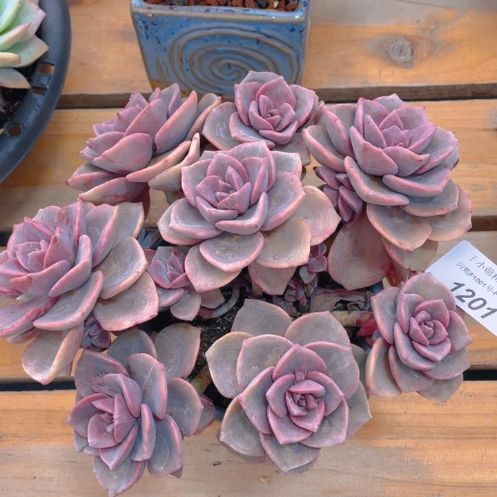 谢谢你的支持000001201