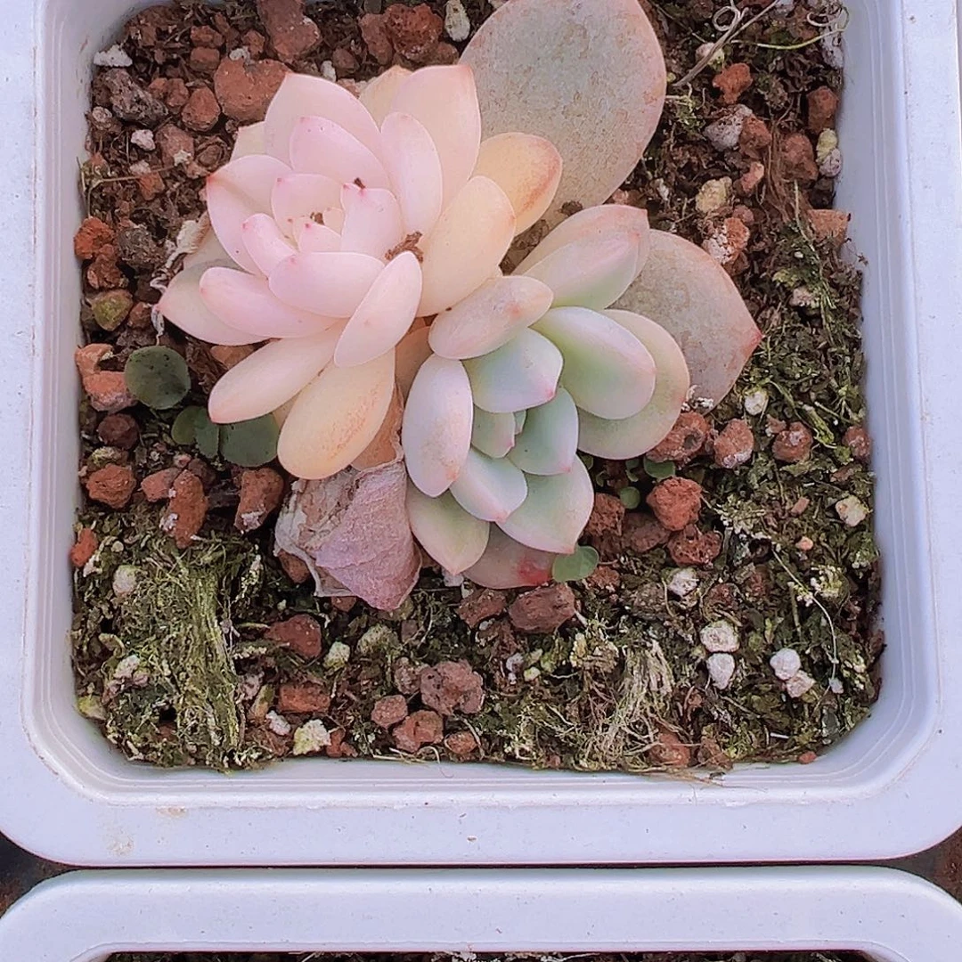 梦露锦19包邮多肉