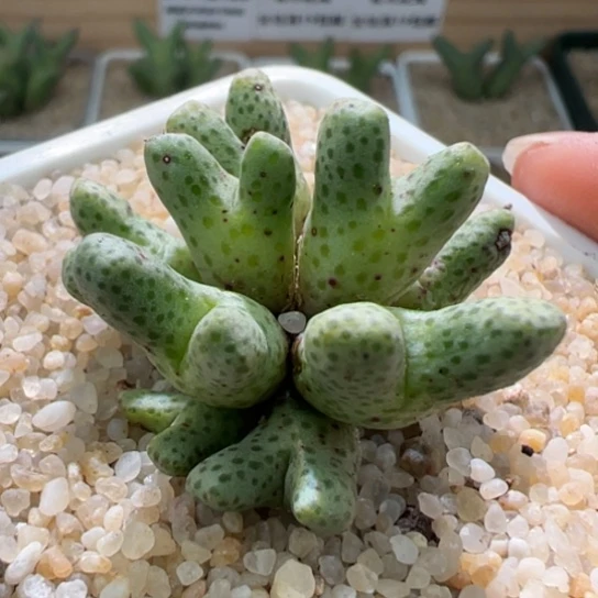 有伤特价斑马一群12头699。