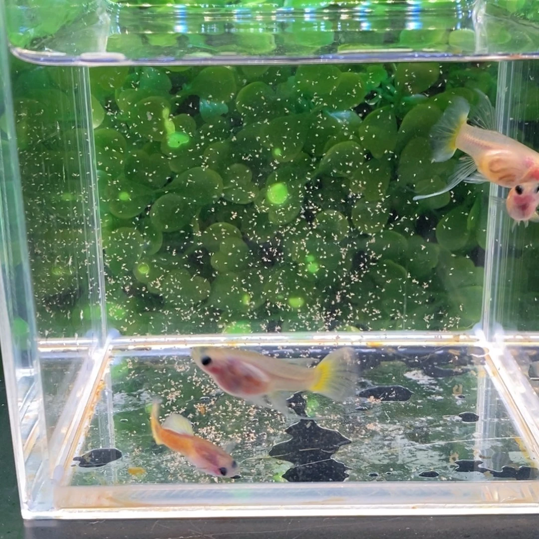 孔雀鱼黄金玻璃c两对