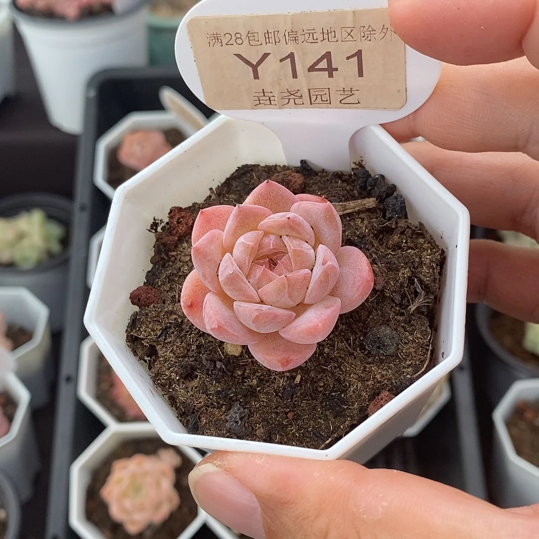 0141 草莓果酱 3.5cm