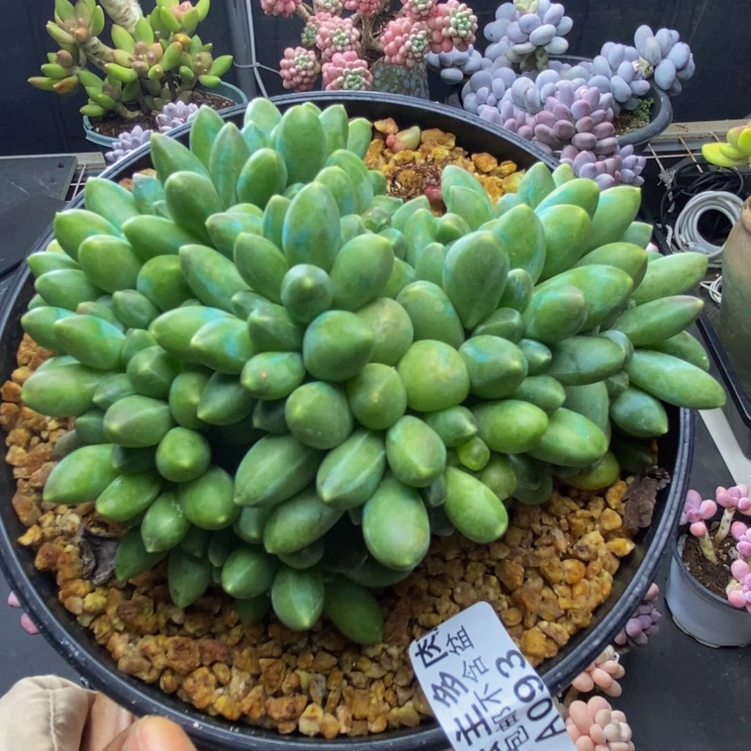 093香蕉树缀多肉10c m