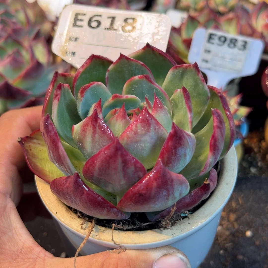 惊鸿一瞥多肉植物的618