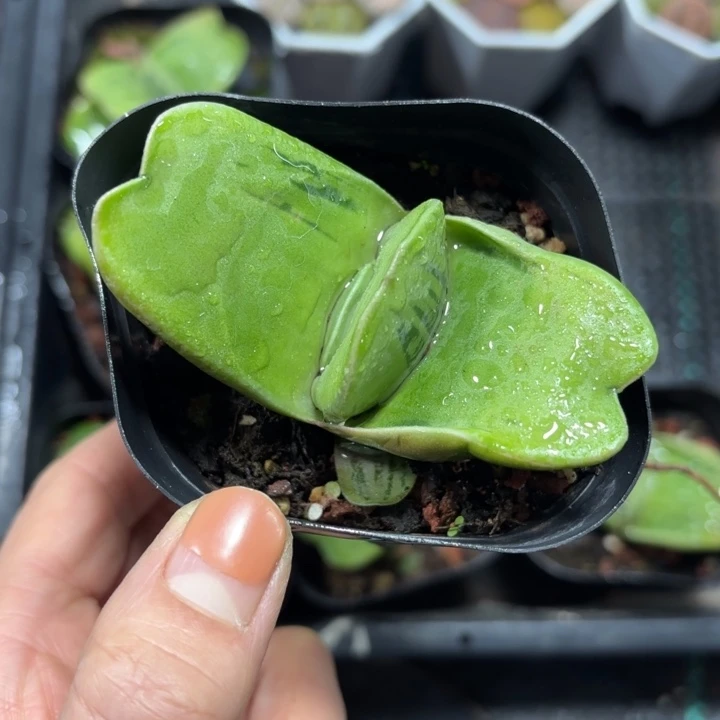 蜗牛硬叶多肉植物