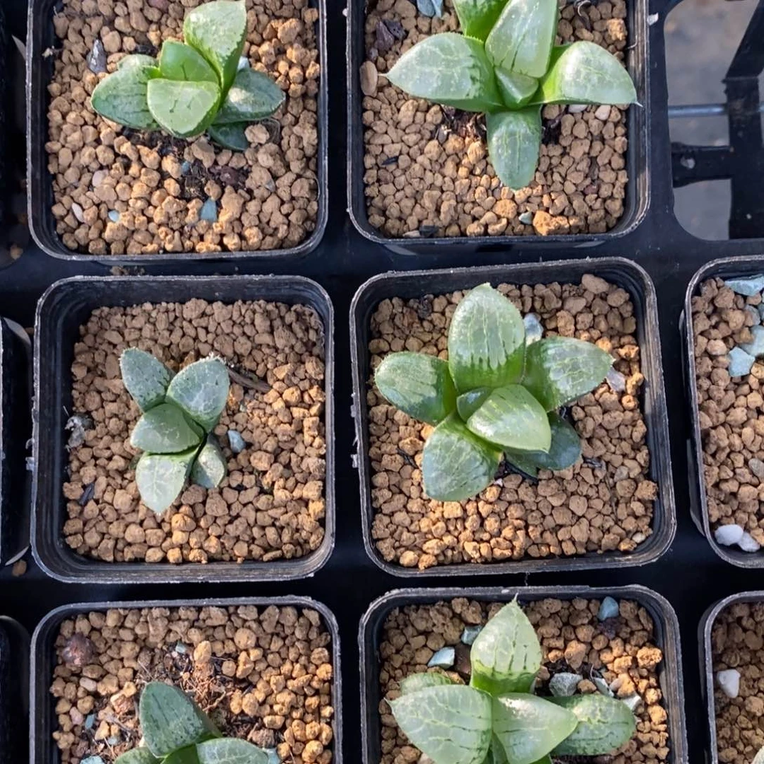 308 一颗实生101 新年福利