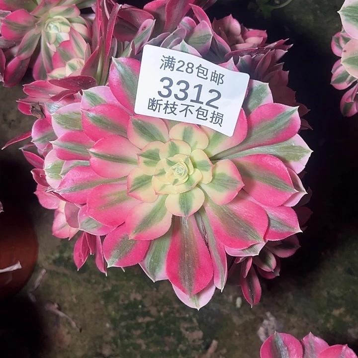 3312粉女巫多肉植物