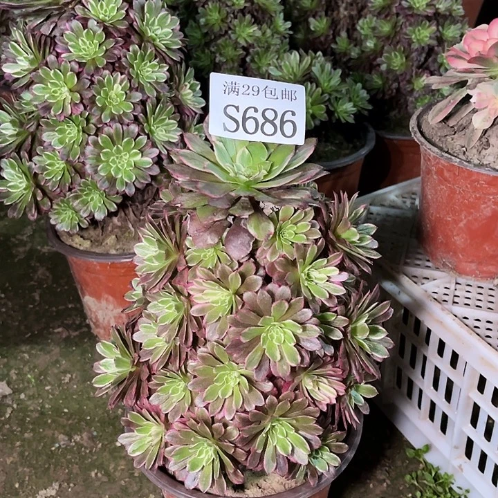 686繁星多肉植物
